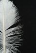 white feather on black