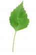leaf isolated on white