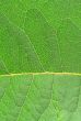 leaf texture