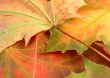 autumn leaves