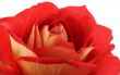 rose petals