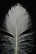 feather on black