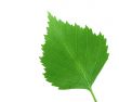 green leaf on pure white background