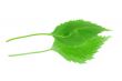 leaf with its reflection on white background