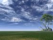 birch