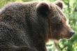 Brown bear 2