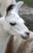 Animal is the lama 2