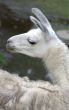 Animal is the lama 1