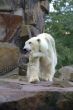 Polar bear 3