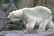 Polar bear 1