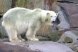 Polar bear