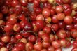 Mazzard cherry