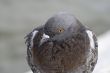 City pigeon close up