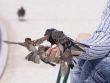 Feeding of birds by bread from hands