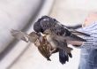 Feeding of birds by bread from hands