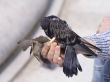 Feeding of birds by bread from hands