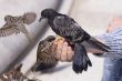 Feeding of birds by bread from hands