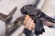 Feeding of birds by bread from hands