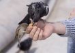 Feeding of birds by bread from hands