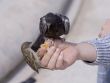 Feeding of birds by bread from hands