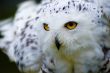 Snowy Owl - Bird of Prey