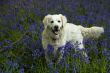Labrador Dog in Bluebells