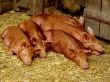 sleepy pigs in barn