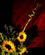 vivid sunflowers against maroon background