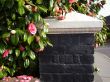 Garden wall with pink flowers and foliage