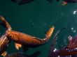 Feeding Carp in the Water