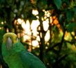 Exotic Wild Green Parrot, Mexico