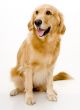 Golden Retreiver