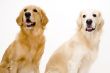 Two Dogs