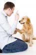 Dog Training