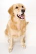 Panting Dog