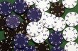 Casino Chips