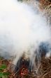 Grass burns
