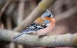 Chaffinch