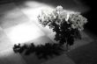 Remembrance