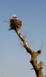 storks in nest on blue sky background