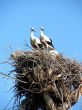 storks in nest on blue sky background
