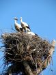 storks in nest on blue sky background