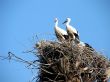storks in nest on blue sky background