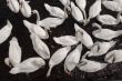 Swans