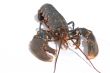 Lobster
