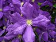blossoming clematis