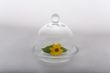 Flower and leaf protected by glass dome #1