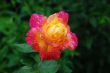 Bloom of Rose