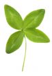 Four leaf Clover