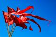 Red Pennant, Blue Sky